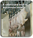 EXAMINATION OF LESIONS CAUSED BY MYCOTOXINS IN THE SLAUGHTER HOUSES (POULTRY)