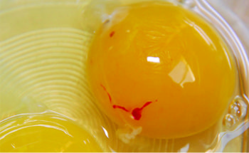 Proper mycotoxin prevention improves egg quality