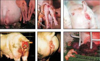 Lesions of mycotoxins in swine