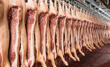Mycotoxin lesions in the slaughterhouse-pigs