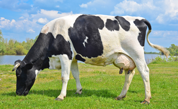 Impact of mycotoxins in dairy
