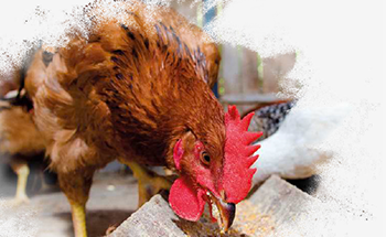 Critical points in the nutrition of laying hens
