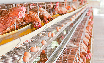 Importance of Zearalenone in commercial poultry
